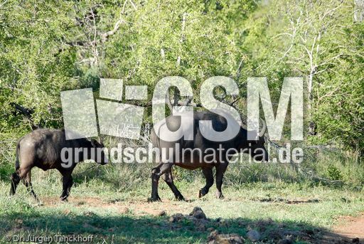 Afrikanischer Büffel (15 von 102).jpg